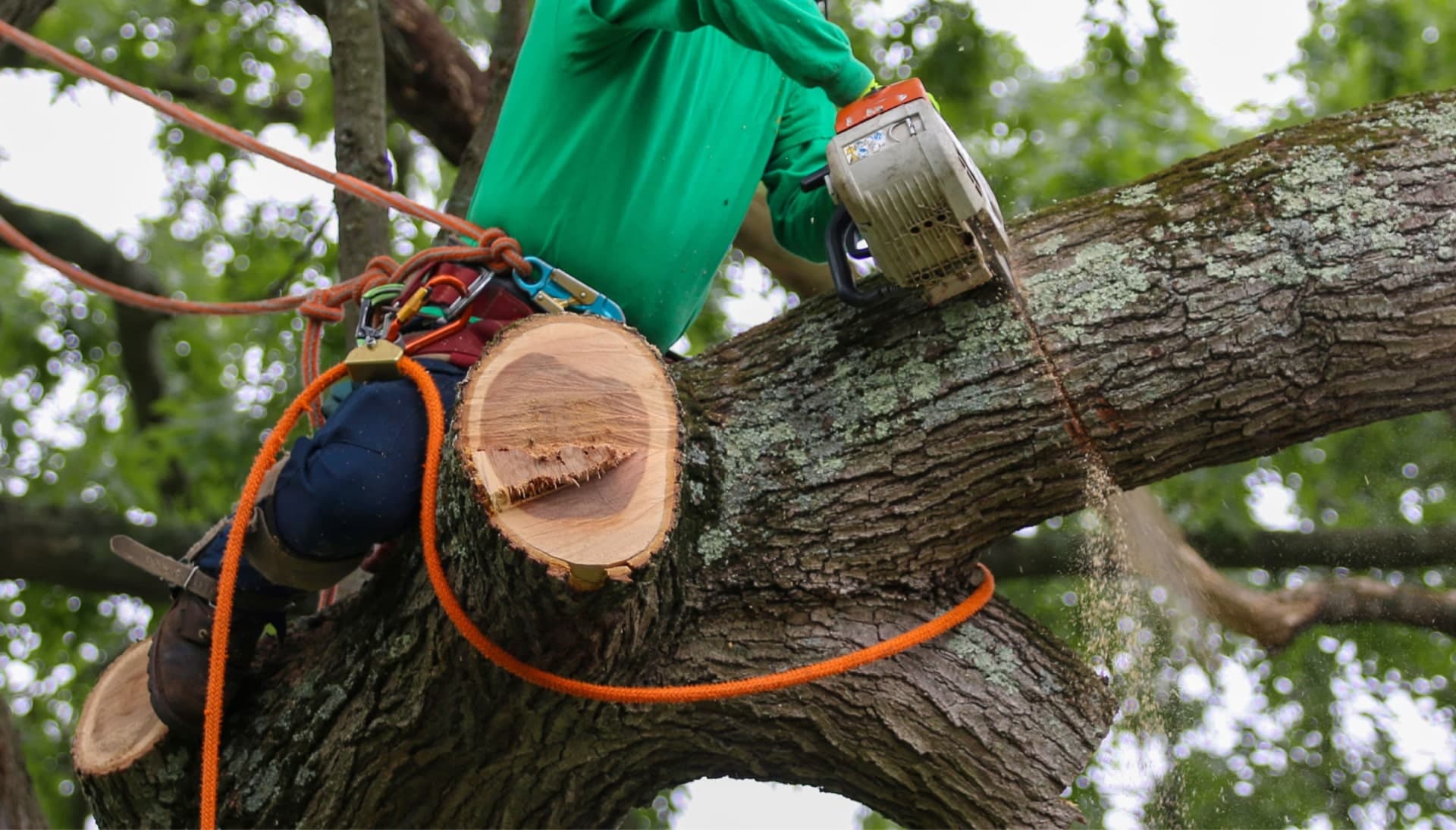 Our team is committed to making the process of tree care and removal affordable in Staten Island, New York