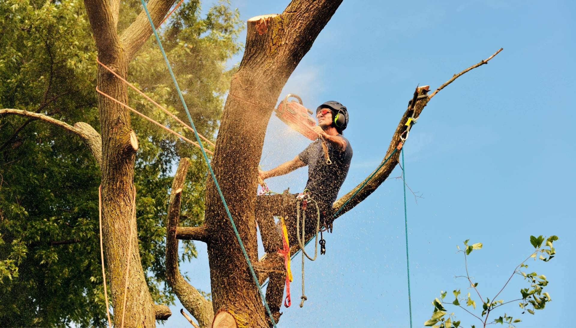 Local tree removal contractors in Staten Island, New York