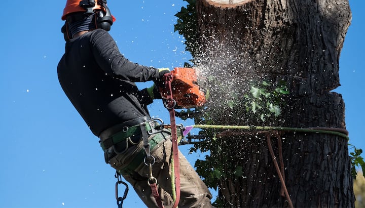 offering best tree removal solutions in Staten Island, New York