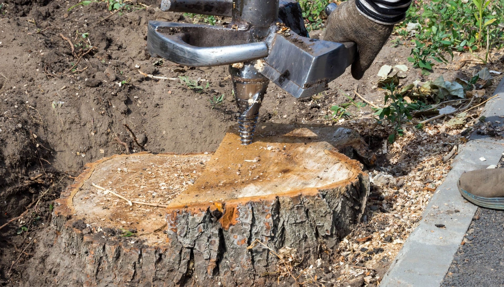 Tree Stump Removal Specialists in Staten Island, New York
